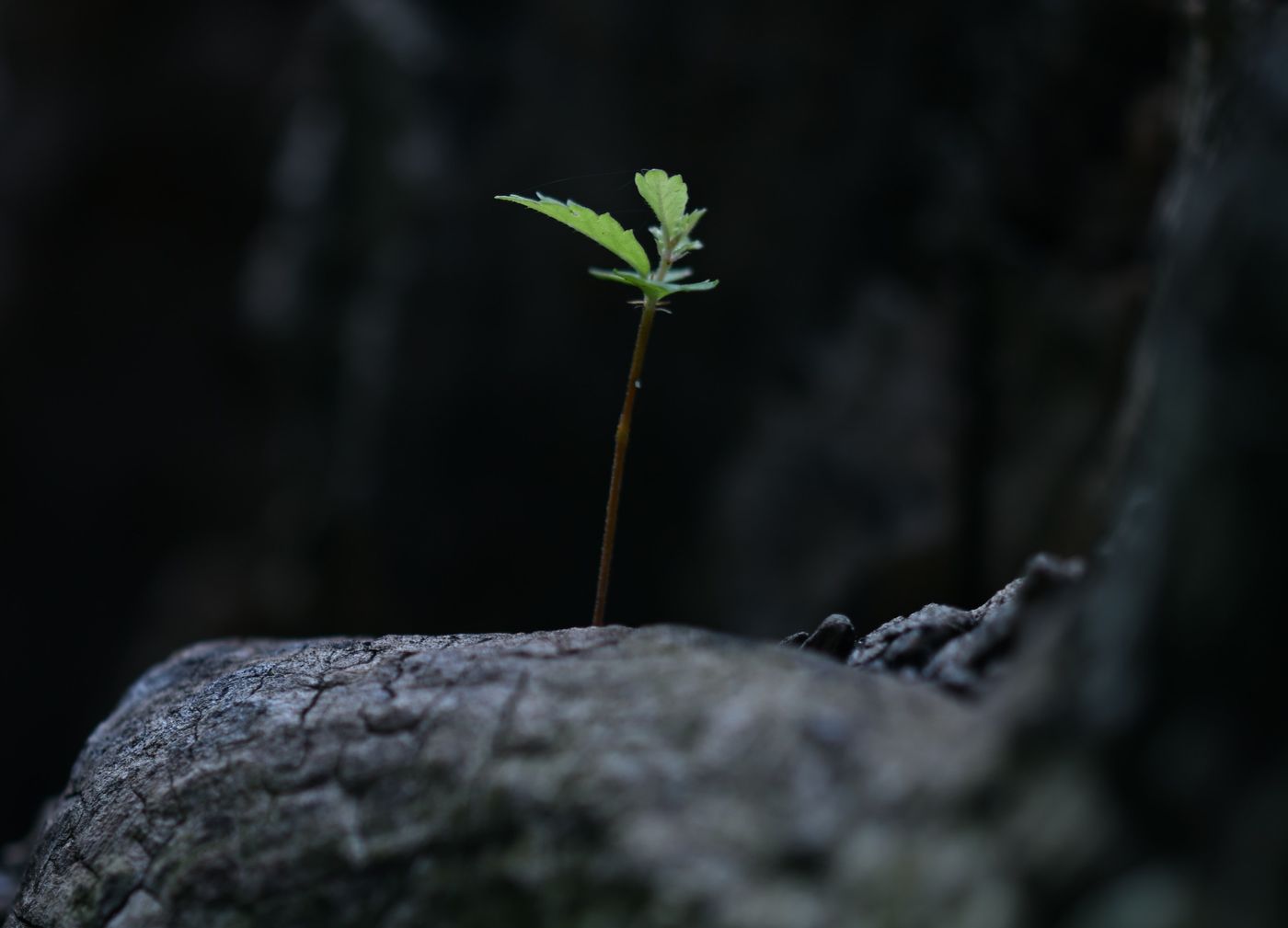 Grow-Bedarf – Jungpflanze in der Erde
