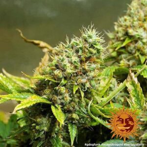Barney´s Farm | Acapulco Gold | 3 Stk