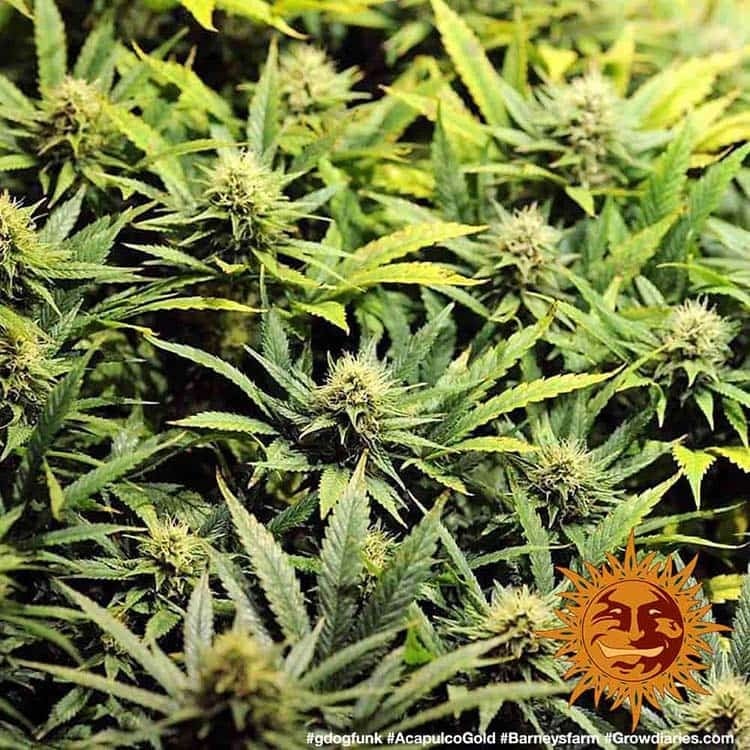 Barney´s Farm | Acapulco Gold | 3 Stk – Bild 2