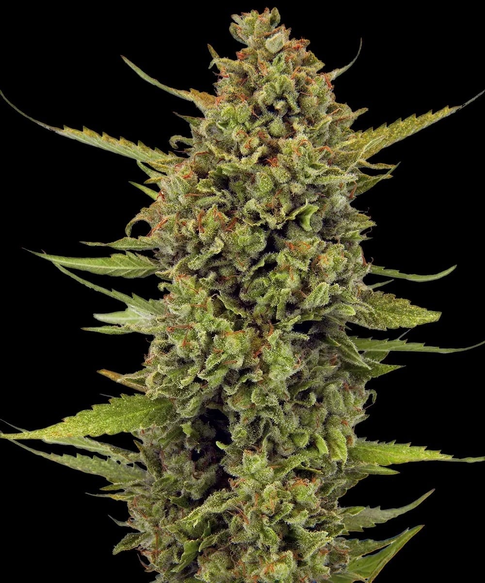 Barney´s Farm | Acapulco Gold | 3 Stk – Bild 3