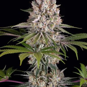 Barney´s Farm | Amnesia Haze | 3 Stk