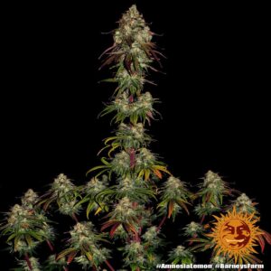 Barney´s Farm | Amnesia Lemon | 1 Stk