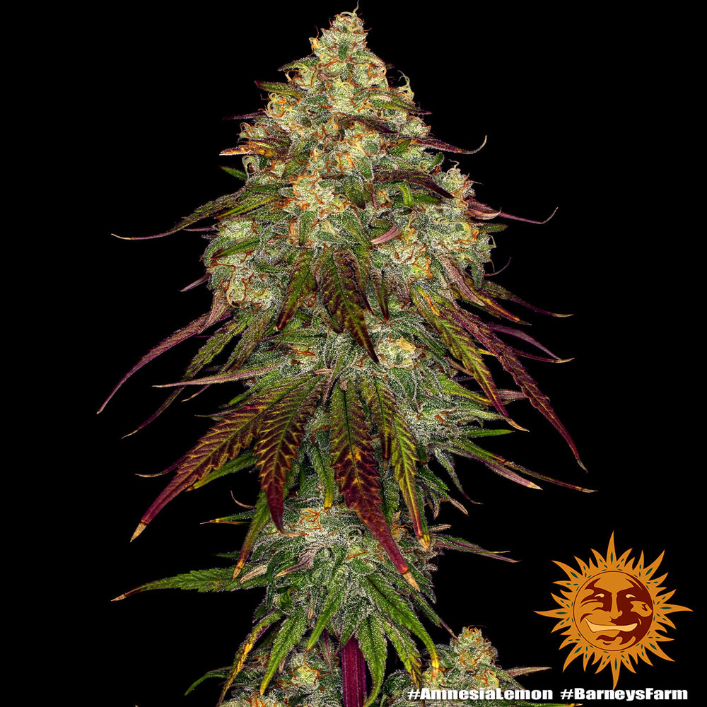 Barney´s Farm | Amnesia Lemon | 1 Stk – Bild 2