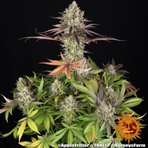 Barney´s Farm | Apple Fritter | 1 Stk