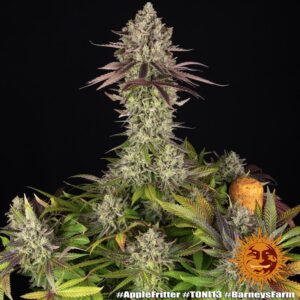 Barney´s Farm | Apple Fritter | 3 Stk