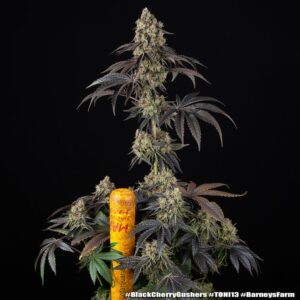Barney´s Farm | Black Cherry Gushers | Feminin | 3 Stk.