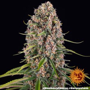 Barney´s Farm | Blue Cheese | 1 Stk.