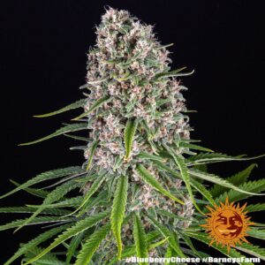 Barney´s Farm | Blue Cheese | 3 Stk.