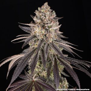 Barney´s Farm | Blue Dream Female | 3 Stk.