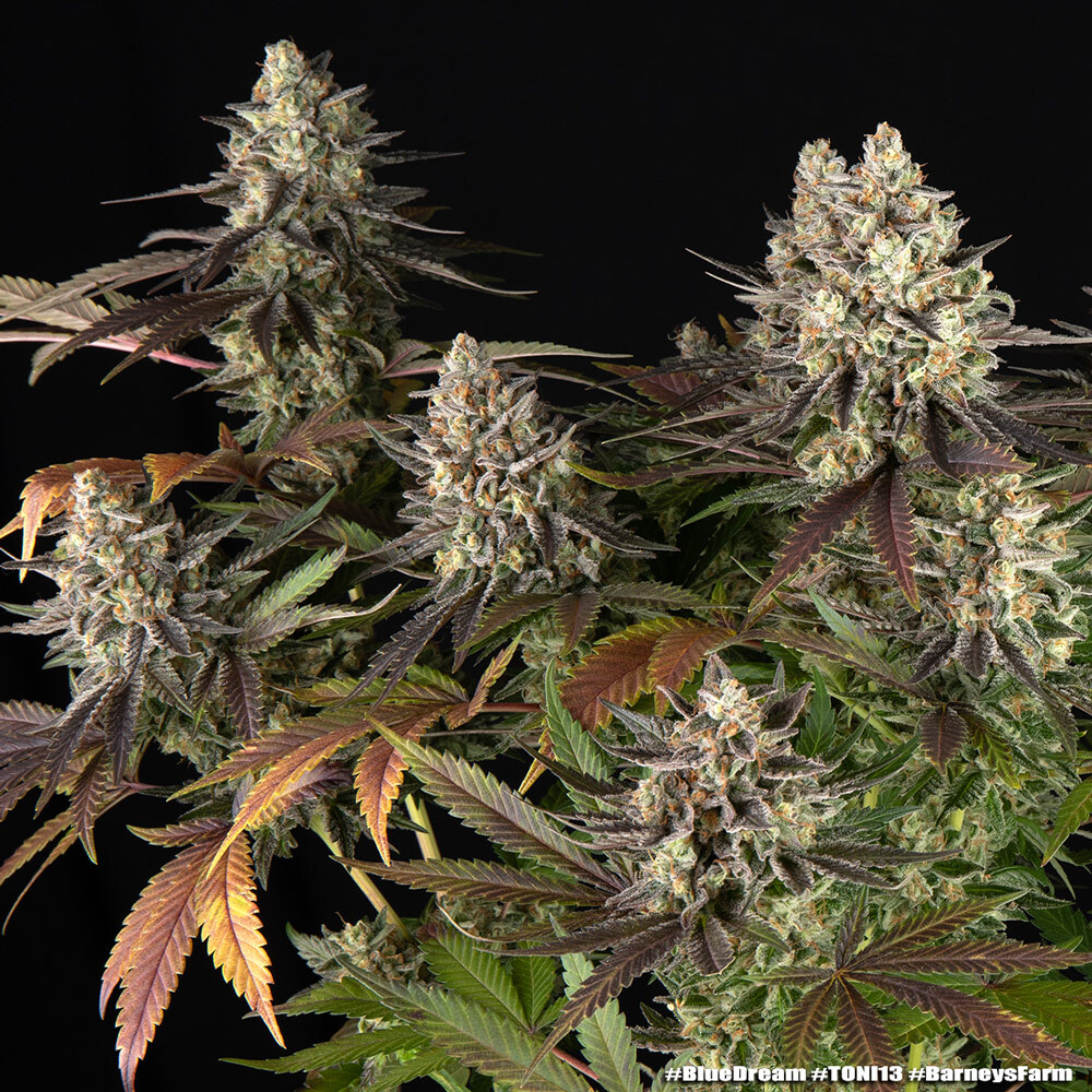 Barney´s Farm | Blue Dream Female | 3 Stk. – Bild 3