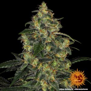 Barney´s Farm | Blue Gelato 41 Female | 1 Stk.