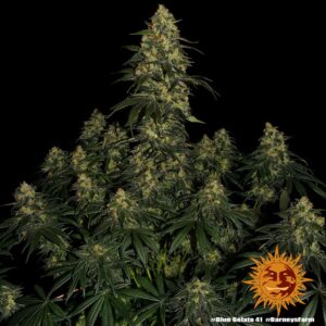 Barney´s Farm | Blue Gelato 41 Female | 3 Stk.