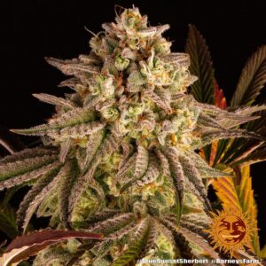 Barney´s Farm | Blue Sunset Sherbet Female | 1 Stk.