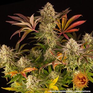 Barney´s Farm | Blue Sunset Sherbet Female | 3 Stk.