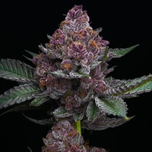 Barney´s Farm | Cherry Poppers | Photoperiodisch | 1 Stk.