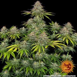 Barney's Farm | Critical Kush | 1 Stk.