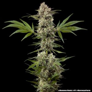 Barney´s Farm | F1 | Banana Runtz | 3 Stk