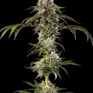 Barney´s Farm | F1 Hybrid Durban Poison | 3 Stk