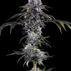 Barney´s Farm | F1 Hybrid Durban Z | 3 Stk