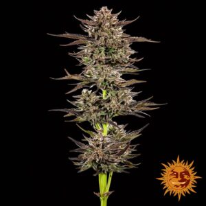 Barney´s Farm | Frosted Zinn x 3 Bears Auto | 3 Stk