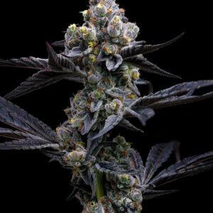 Barney´s Farm | Garlic Cookies Female | 3 Stk.