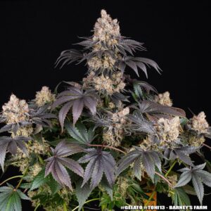 Barney´s Farm | Gelato | 3 Stk