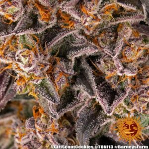 Barney´s Farm | Girl Scout Cookies | 3 Stk.