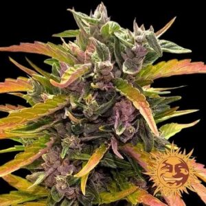 Barney´s Farm | Gorilla Glue Auto   | 1 Stk