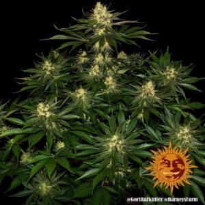 Barney´s Farm | Gorilla Zkittlez Female | 3 Stk.