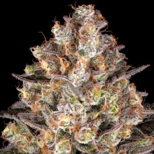 Barney´s Farm | Hindu Kush Female | 1 Stk.