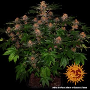 Barney´s Farm | Purple Punch Auto | 3 Stk