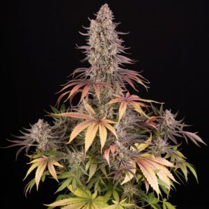 Barney's Farm | Sour Strawberry | 3 Stk.