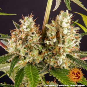 Barney´s Farm | Strawberry Lemonade | 1 Stk