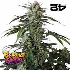 Fast Buds | Banana Guava  Auto | 3 Stk