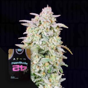 Fast Buds | Forbidden Runtz Auto | 3 Stk