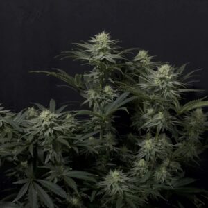 Fast Buds | GG4 Sherbet FF | 3 Stk