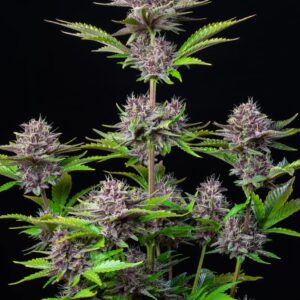 42Fast Buds | Purple Punch Auto | 3 Stk