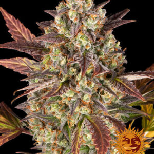Barney´s Farm | Amnesia Haze Auto | 3 Stk