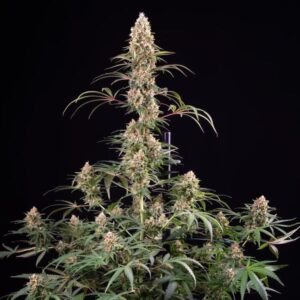 RQS | Candy Kush Express FF | 3 Stk