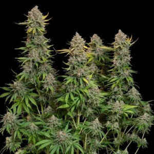 RQS | Chocolate Haze Feminized | 3 Stk