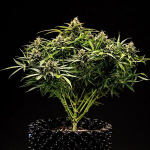 RQS | F1 Hybrids | Apollo F1 | 3 Stk