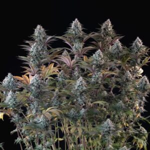 RQS | F1 Hybrids | Astro Lemonade Feminin | 3 Stk