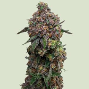 RQS | F1 Hybrids | Cosmic Cheddar Feminin | 3 Stk