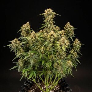 RQS | F1 Hybrids | Medusa F1  3 Stk