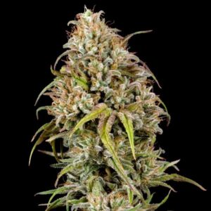RQS l Joanne's CBD l 3 Stück