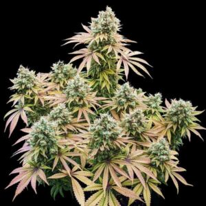 RQS | Lemon Shining Silver Haze Feminized |  3 Stk