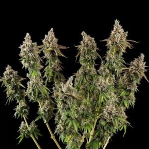 RQS | Royal Cookies Feminized | 3 Stk