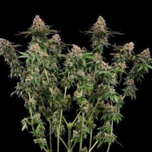 RQS | Strawberry Cough Feminized | 3 Stk