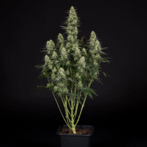 RQS | Tyson | Punch Pie Feminized | 3 Stk