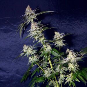 SILENT SEEDS | Cookielato - Female Exotic | 3 Stk.